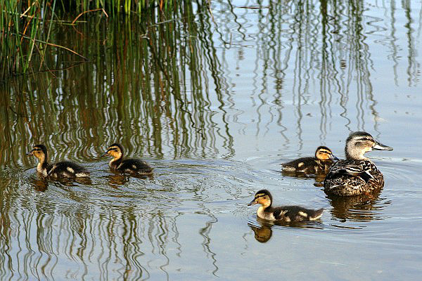 03 Mallard Ducks on Drum Lough.jpg